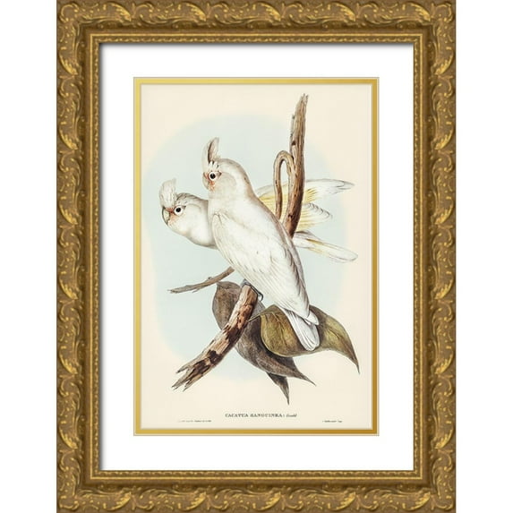 Gould, John 23x32 Gold Ornate Wood Framed with Double Matting Museum Art Print Titled - Blood-stained Cockatoo-Cacatua sanguinca