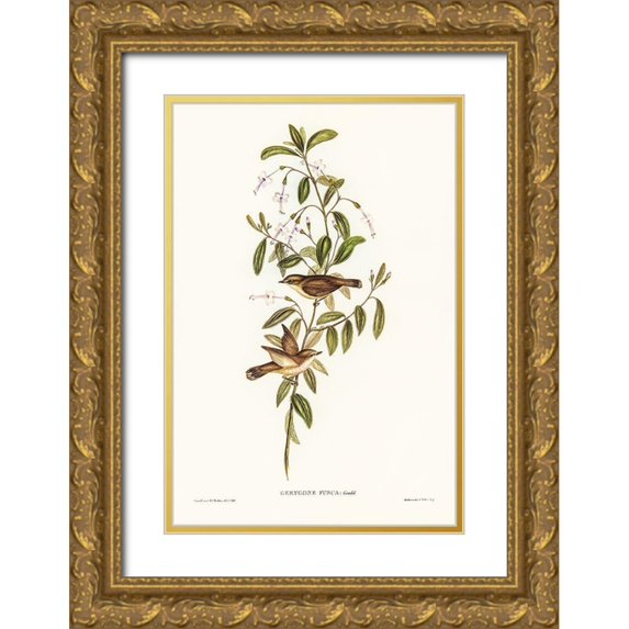 Gould, John 23x32 Gold Ornate Wood Framed with Double Matting Museum Art Print Titled - Fuscous Gerygone-Gerygone fuscus