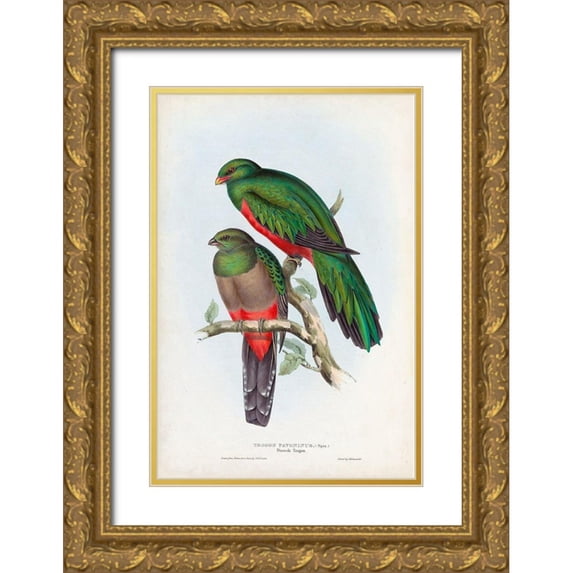 Gould, John 23x32 Gold Ornate Wood Framed with Double Matting Museum Art Print Titled - Gould Tropical Birds I