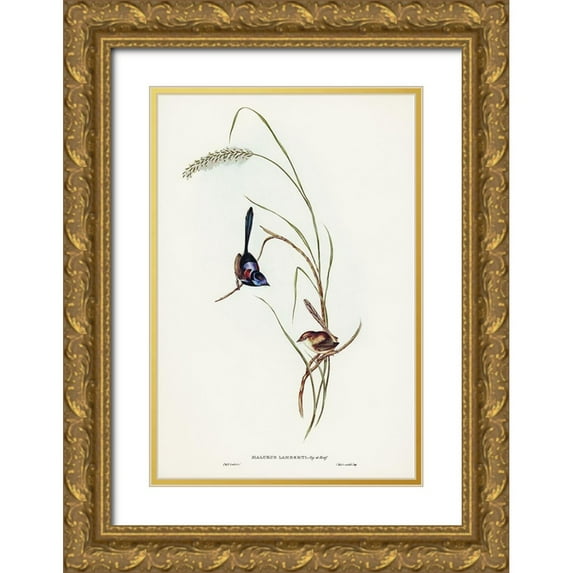 Gould, John 23x32 Gold Ornate Wood Framed with Double Matting Museum Art Print Titled - Lamberts Wren-Malurus Lamberti