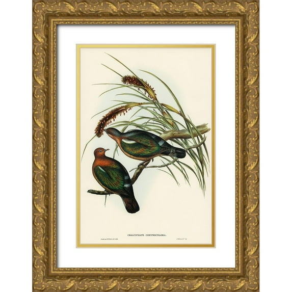 Gould, John 23x32 Gold Ornate Wood Framed with Double Matting Museum Art Print Titled - Little Green Pigeon-Chalcophaps chrysochlora