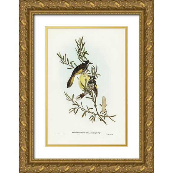 Gould, John 23x32 Gold Ornate Wood Framed with Double Matting Museum Art Print Titled - New Holland Honey-eater