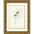 thumbnail image 1 of Gould, John 23x32 Gold Ornate Wood Framed with Double Matting Museum Art Print Titled - Striated Acanthiza-Acanthiza lineata, 1 of 4