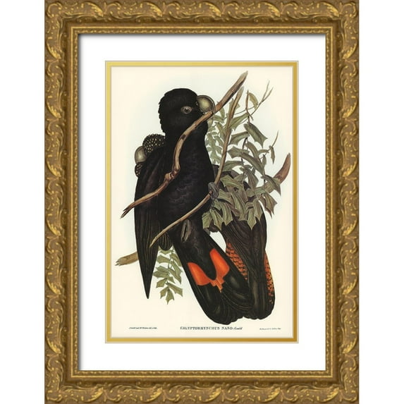 Gould, John 23x32 Gold Ornate Wood Framed with Double Matting Museum Art Print Titled - Western Black Cockatoo-Calyptorhynchus naso