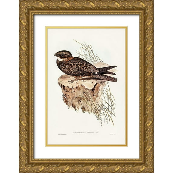 Gould, John 23x32 Gold Ornate Wood Framed with Double Matting Museum Art Print Titled - White-throated Goat-sucker-Eurostopodus albogularis