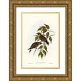 thumbnail image 1 of Gould, John 23x32 Gold Ornate Wood Framed with Double Matting Museum Art Print Titled - White-vented Wood Swallow-Artamus albiventris, 1 of 4