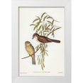thumbnail image 1 of Gould, John 23x32 White Modern Wood Framed Museum Art Print Titled - Brown Colluricincla-Colluricincla brunnea, 1 of 4