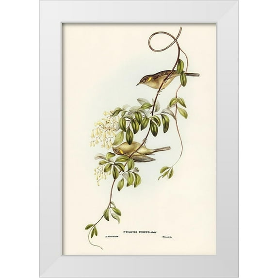 Gould, John 23x32 White Modern Wood Framed Museum Art Print Titled - Fuscous Honey-eater-Ptilotis fusca