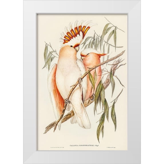 Gould, John 23x32 White Modern Wood Framed Museum Art Print Titled - Leadbeaters Cockatoo-Cacatua Leadbeaterii