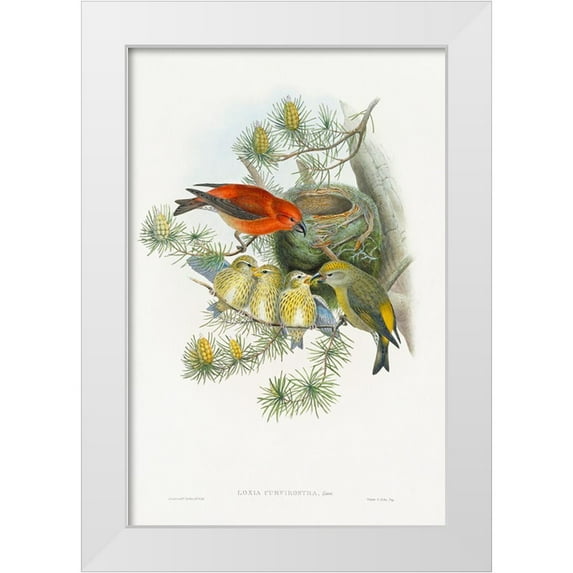 Gould, John 23x32 White Modern Wood Framed Museum Art Print Titled - Loxia Curvirostra-Linn
