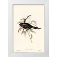 thumbnail image 1 of Gould, John 23x32 White Modern Wood Framed Museum Art Print Titled - Shining starling-Aplonis metallica, 1 of 4