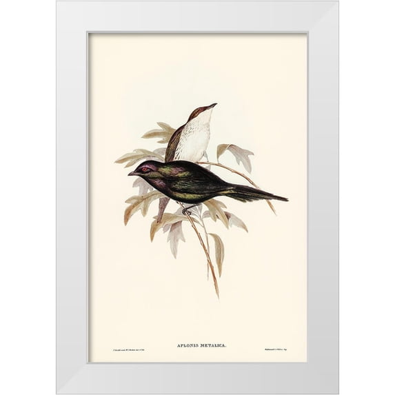 Gould, John 23x32 White Modern Wood Framed Museum Art Print Titled - Shining starling-Aplonis metallica