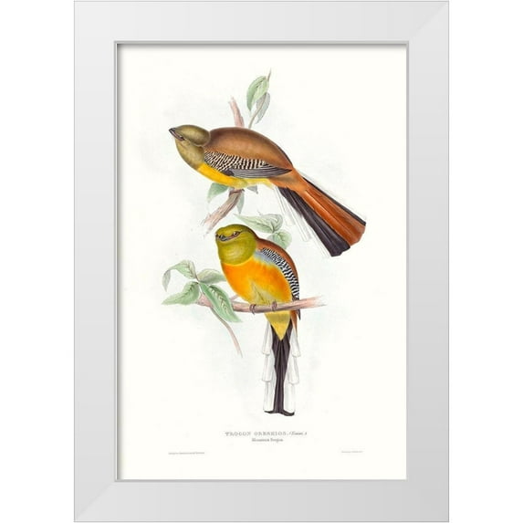 Gould, John 23x32 White Modern Wood Framed Museum Art Print Titled - Tropical Trogons VI