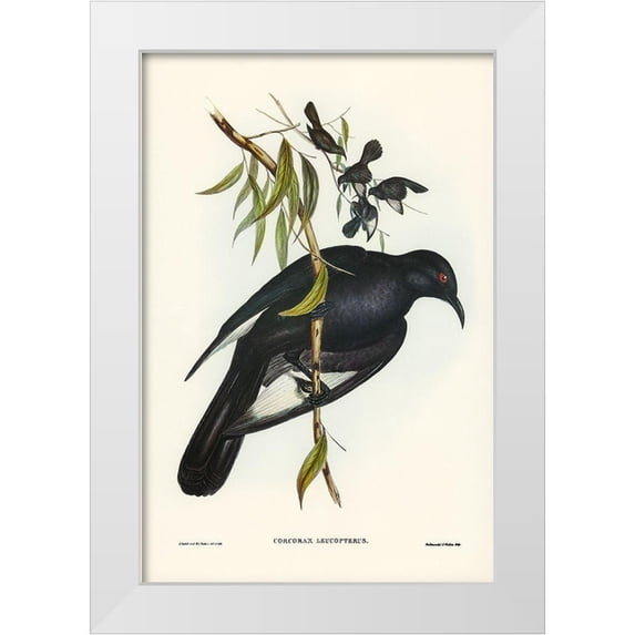 Gould, John 23x32 White Modern Wood Framed Museum Art Print Titled - White-winged Chough-Corcorax leucopterus