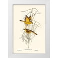thumbnail image 1 of Gould, John 23x32 White Modern Wood Framed Museum Art Print Titled - Yellow Honey-eater-Ptilotis flava, 1 of 4