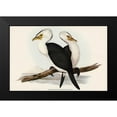 thumbnail image 1 of Gould, John 24x17 Black Modern Framed Museum Art Print Titled - Little pied cormorant-Phalacrocorax melanoleucus, 1 of 4