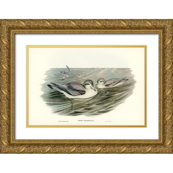 Gould, John 24x17 Gold Ornate Wood Framed with Double Matting Museum Art Print Titled - Broad-billed Prion-Prion vittatus