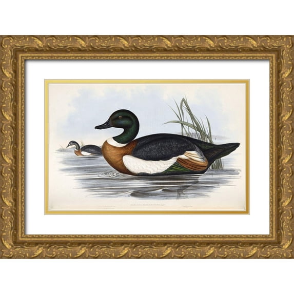 Gould, John 24x17 Gold Ornate Wood Framed with Double Matting Museum Art Print Titled - Chestnut Coloured Shieldrake