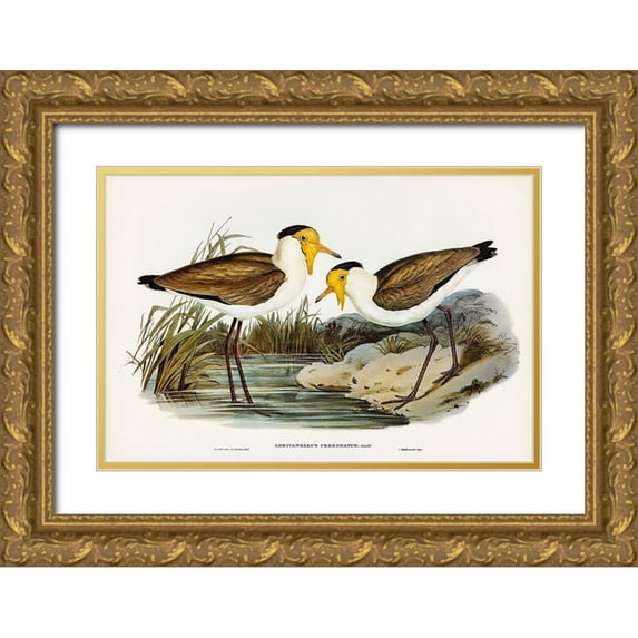 Gould, John 24x17 Gold Ornate Wood Framed with Double Matting Museum Art Print Titled - Masked Pewit-Lobivanellus personatus