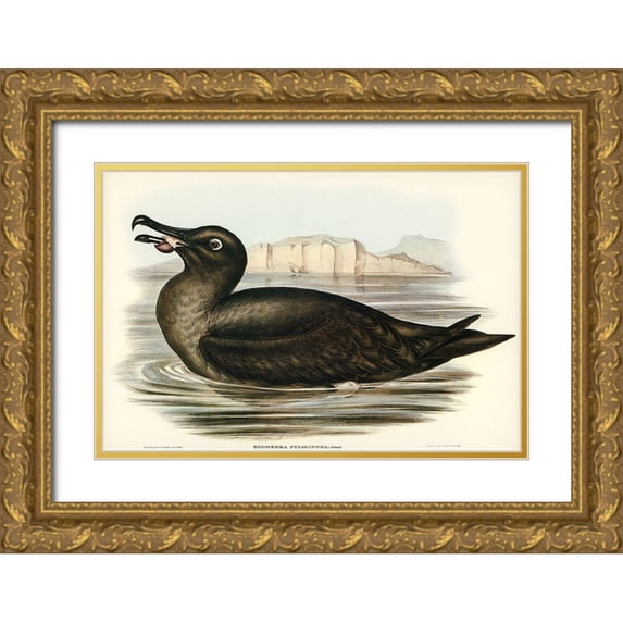 Gould, John 24x17 Gold Ornate Wood Framed with Double Matting Museum Art Print Titled - Sooty Albatros-Diomedea fuliginosa