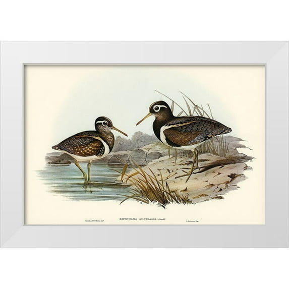 Gould, John 24x17 White Modern Wood Framed Museum Art Print Titled - Australian Rhynchaea-Rhynchaea Australis