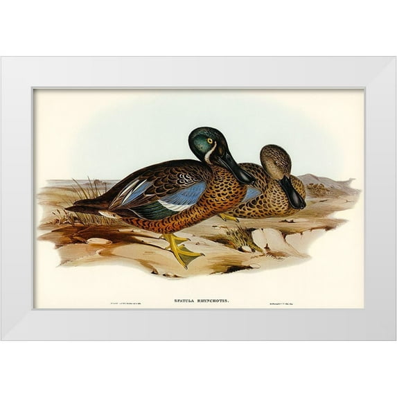 Gould, John 24x17 White Modern Wood Framed Museum Art Print Titled - Australian Shoveller-Spatula Rhynchotis