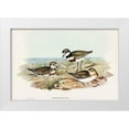 thumbnail image 1 of Gould, John 24x17 White Modern Wood Framed Museum Art Print Titled - Double-banded Dottrel-Hiaticula bicincta, 1 of 4