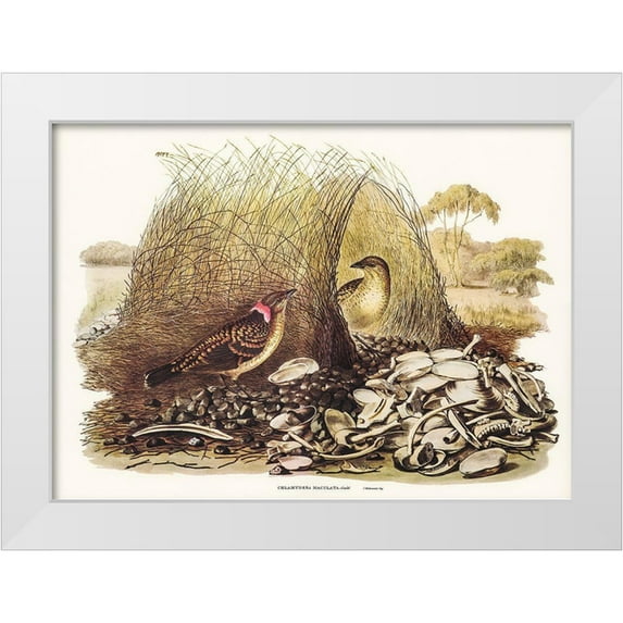 Gould, John 24x18 White Modern Wood Framed Museum Art Print Titled - Spotted Bower Bird-Chlamydera maculata