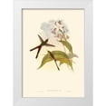 thumbnail image 1 of Gould, John 24x32 White Modern Wood Framed Museum Art Print Titled - Small Gould Hummingbird III, 1 of 4