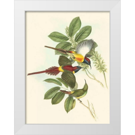 Gould, John 25x32 White Modern Wood Framed Museum Art Print Titled - Small Birds of Tropics III