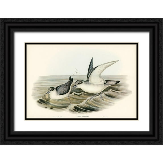 Gould, John 32x23 Black Ornate Wood Framed with Double Matting Museum Art Print Titled - Dove-like Prion-Prion Turtur
