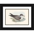 thumbnail image 1 of Gould, John 32x23 Black Ornate Wood Framed with Double Matting Museum Art Print Titled - Great Grey Petrel-Procellaria hasitata, 1 of 4