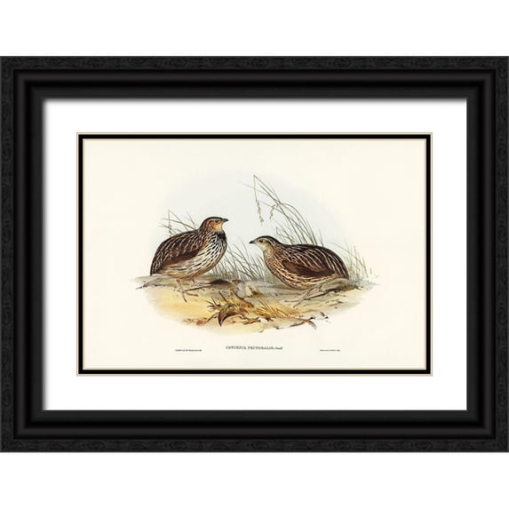 Gould, John 32x23 Black Ornate Wood Framed with Double Matting Museum Art Print Titled - Pectoral Quail-Coturnix pectoralis