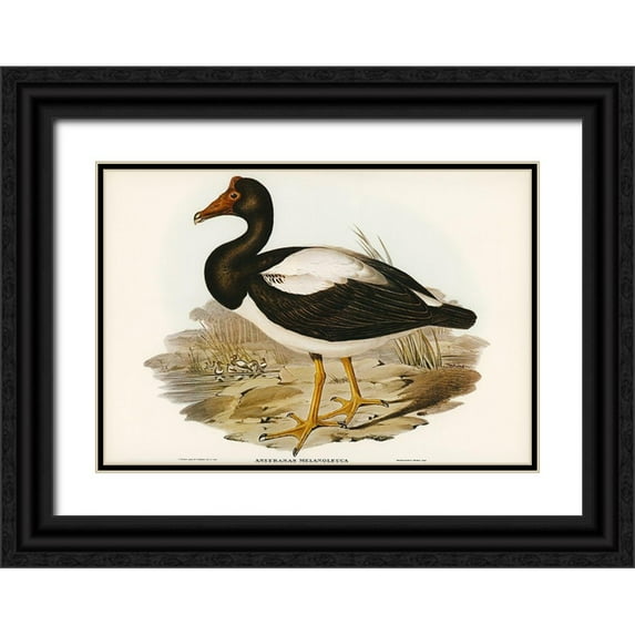Gould, John 32x23 Black Ornate Wood Framed with Double Matting Museum Art Print Titled - Semipalmated Goose-Anseranas melanoleuca