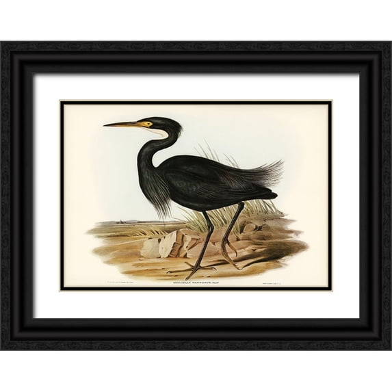 Gould, John 32x23 Black Ornate Wood Framed with Double Matting Museum Art Print Titled - Sombre Egret-Herodias pannosus