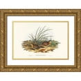thumbnail image 1 of Gould, John 32x23 Gold Ornate Wood Framed with Double Matting Museum Art Print Titled - Black-backed Hemipode-Hemipodius melanotus, 1 of 4