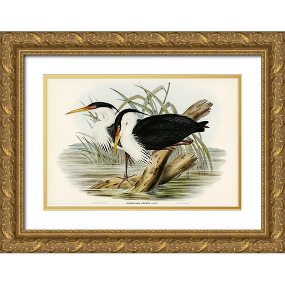 Gould, John 32x23 Gold Ornate Wood Framed with Double Matting Museum Art Print Titled - Pied Egret-Herodias picata