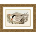 thumbnail image 1 of Gould, John 32x23 Gold Ornate Wood Framed with Double Matting Museum Art Print Titled - Powerful Tern-Sylochelidon strenuus, 1 of 4