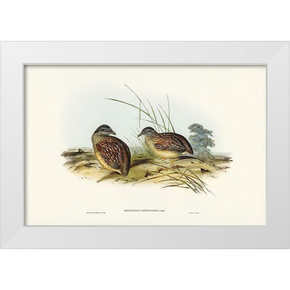 Gould, John 32x23 White Modern Wood Framed Museum Art Print Titled - Chestnut-backed Hemipode-Hemipodius castanotus