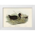 thumbnail image 1 of Gould, John 32x23 White Modern Wood Framed Museum Art Print Titled - Dusky Moorhen-Gallinula tenebrosa, 1 of 4
