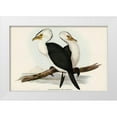 thumbnail image 1 of Gould, John 32x23 White Modern Wood Framed Museum Art Print Titled - Little pied cormorant-Phalacrocorax melanoleucus, 1 of 4