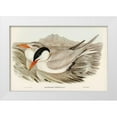 thumbnail image 1 of Gould, John 32x23 White Modern Wood Framed Museum Art Print Titled - Powerful Tern-Sylochelidon strenuus, 1 of 4
