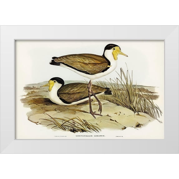 Gould, John 32x23 White Modern Wood Framed Museum Art Print Titled - Wattle Pewit-Lobivanellus lobatus