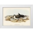 thumbnail image 1 of Gould, John 32x23 White Modern Wood Framed Museum Art Print Titled - White-faced Storm Petrel-Thalassidroma marina, 1 of 4