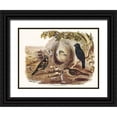 thumbnail image 1 of Gould, John 32x25 Black Ornate Wood Framed with Double Matting Museum Art Print Titled - Satin Bower Bird-Ptilonorhynchus holossericeus, 1 of 4