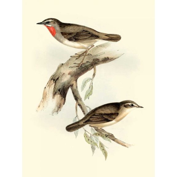 Goulds Gorget Warbler Poster Print - John Gould (24 x 36)