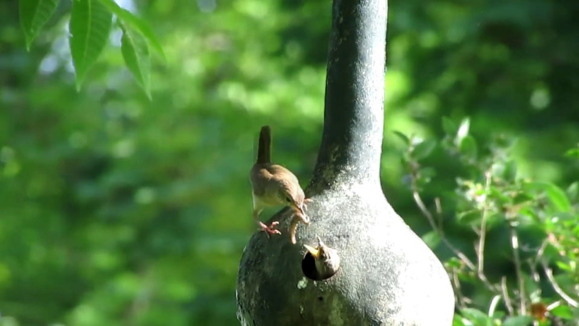 Gourd Birdhouse Bottle Great Heirloom Vegetable By Seed Kingdom BULK 200 Seeds