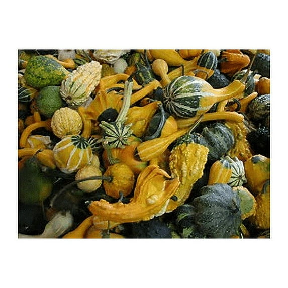 Gourd Large Mix Great Heirloom Vegetable By Seed Kingdom 10 Seeds