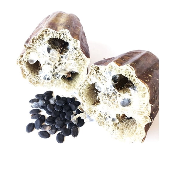 Gourd, Luffa Seeds (Luffa acutangula) 10 Seeds (0.2 grams)