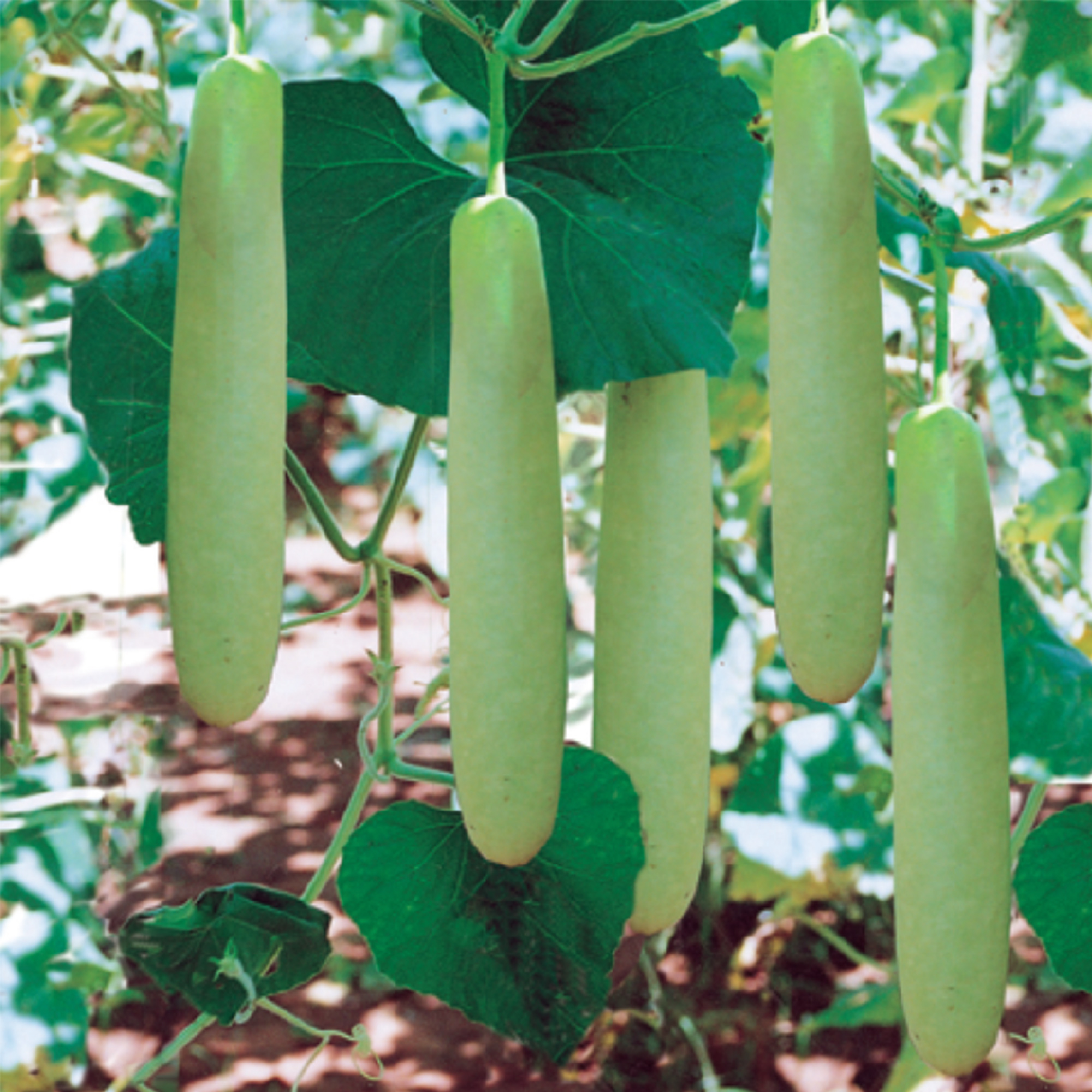 Gourd Seeds - Big Green Sausage - 2 g Packet ~60 Seeds - Lagenaria siceraria - Farm & Garden Vegetable Seeds - Non-GMO, Heirloom, Open Pollinated, Annual - image 1 of 2